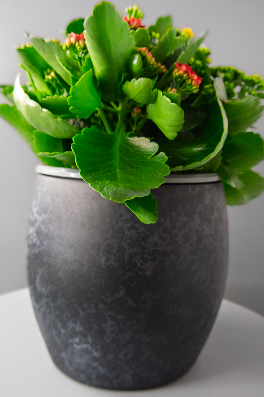Composiciòn de kalanchoe