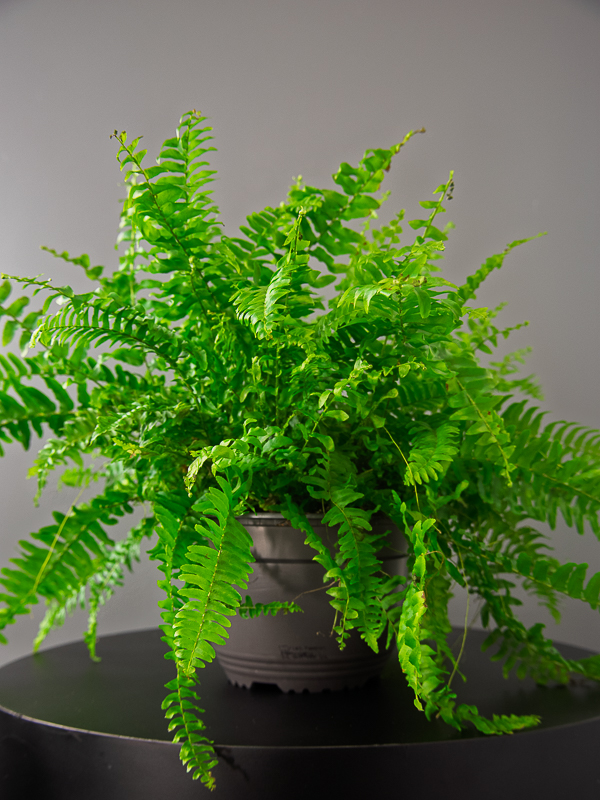 Helecho Exaltata Green Moment