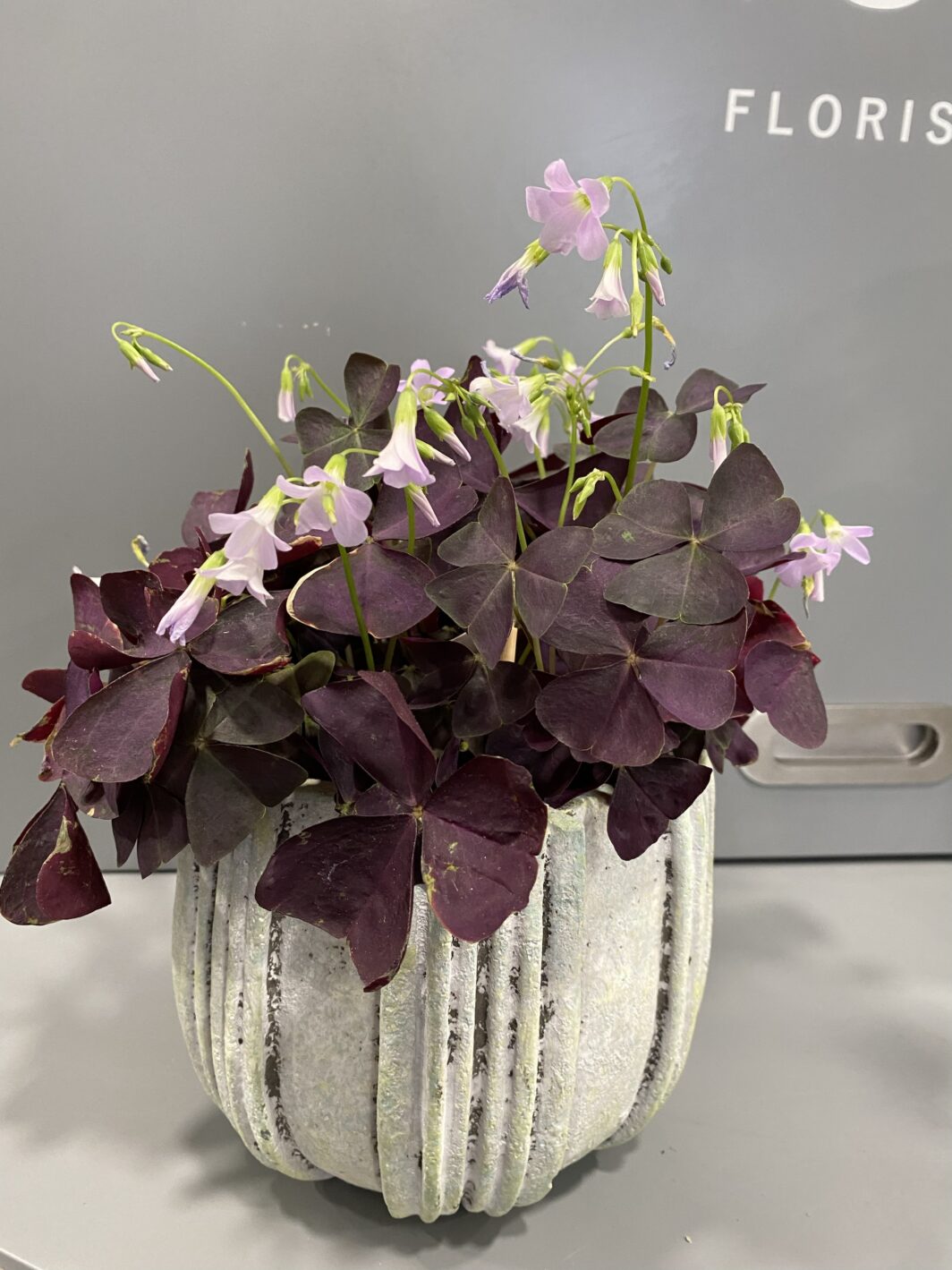 Maceta con Oxalis Morado - Imagen 2