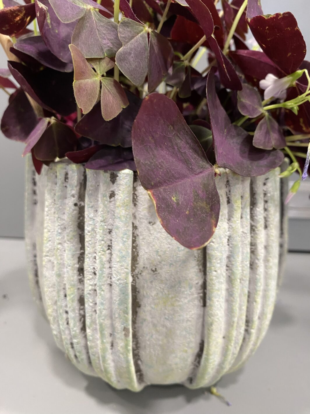 Maceta con Oxalis Morado - Imagen 3