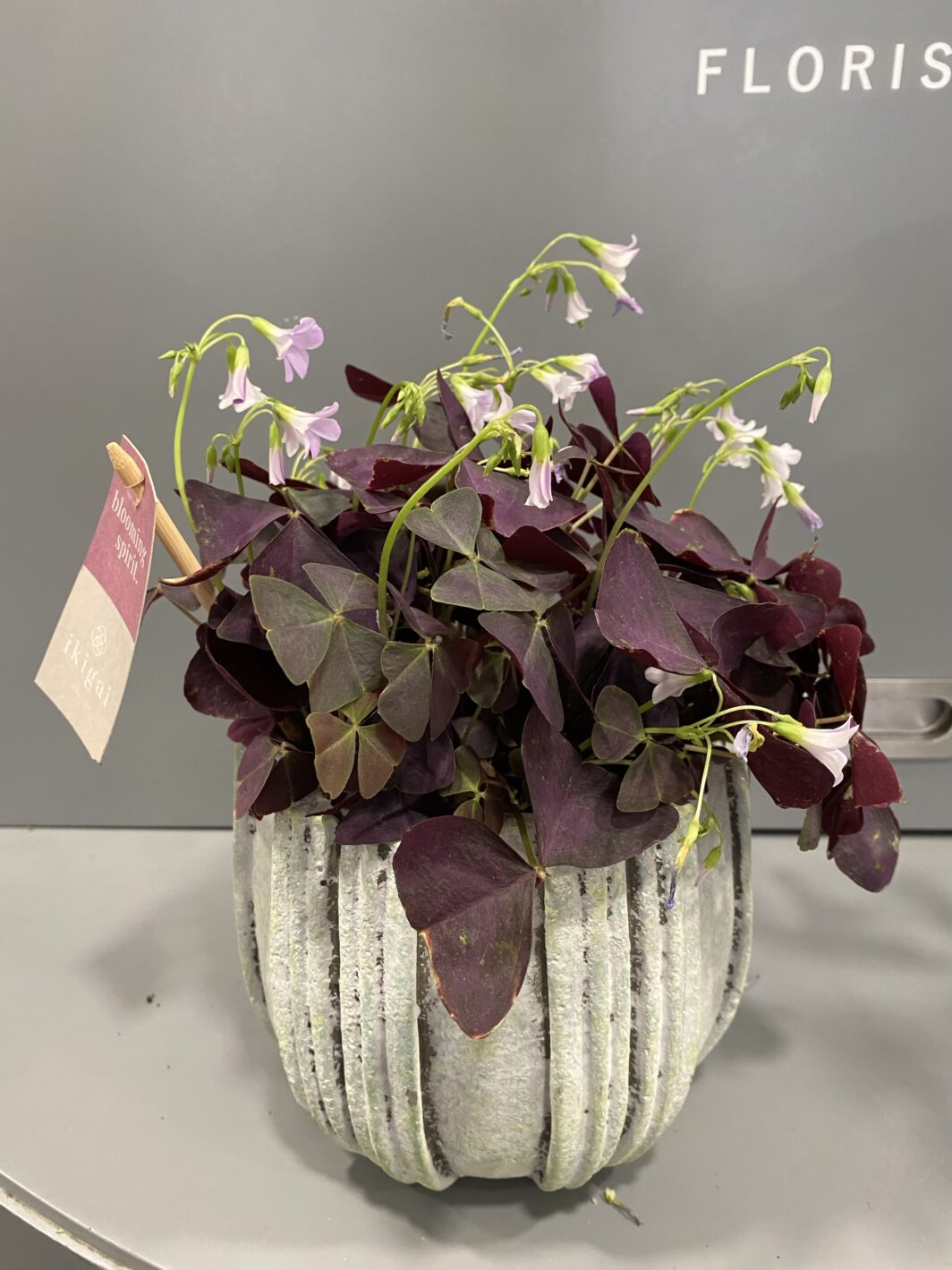 Maceta con Oxalis Morado