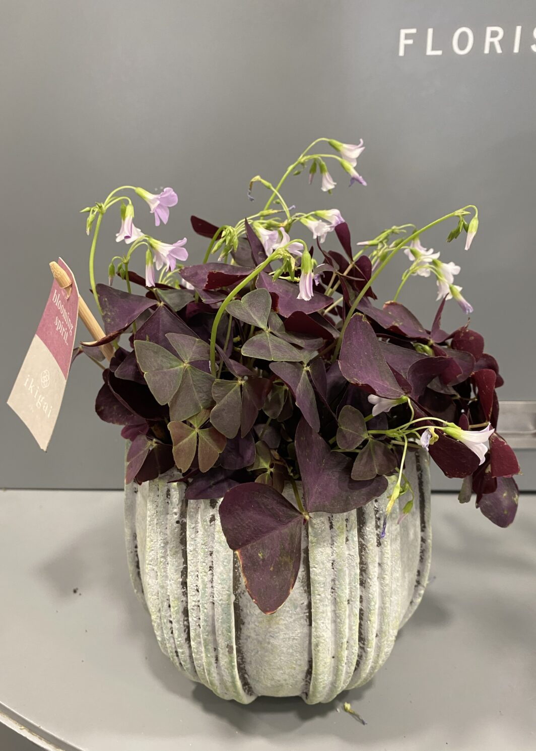 Maceta con Oxalis Morado