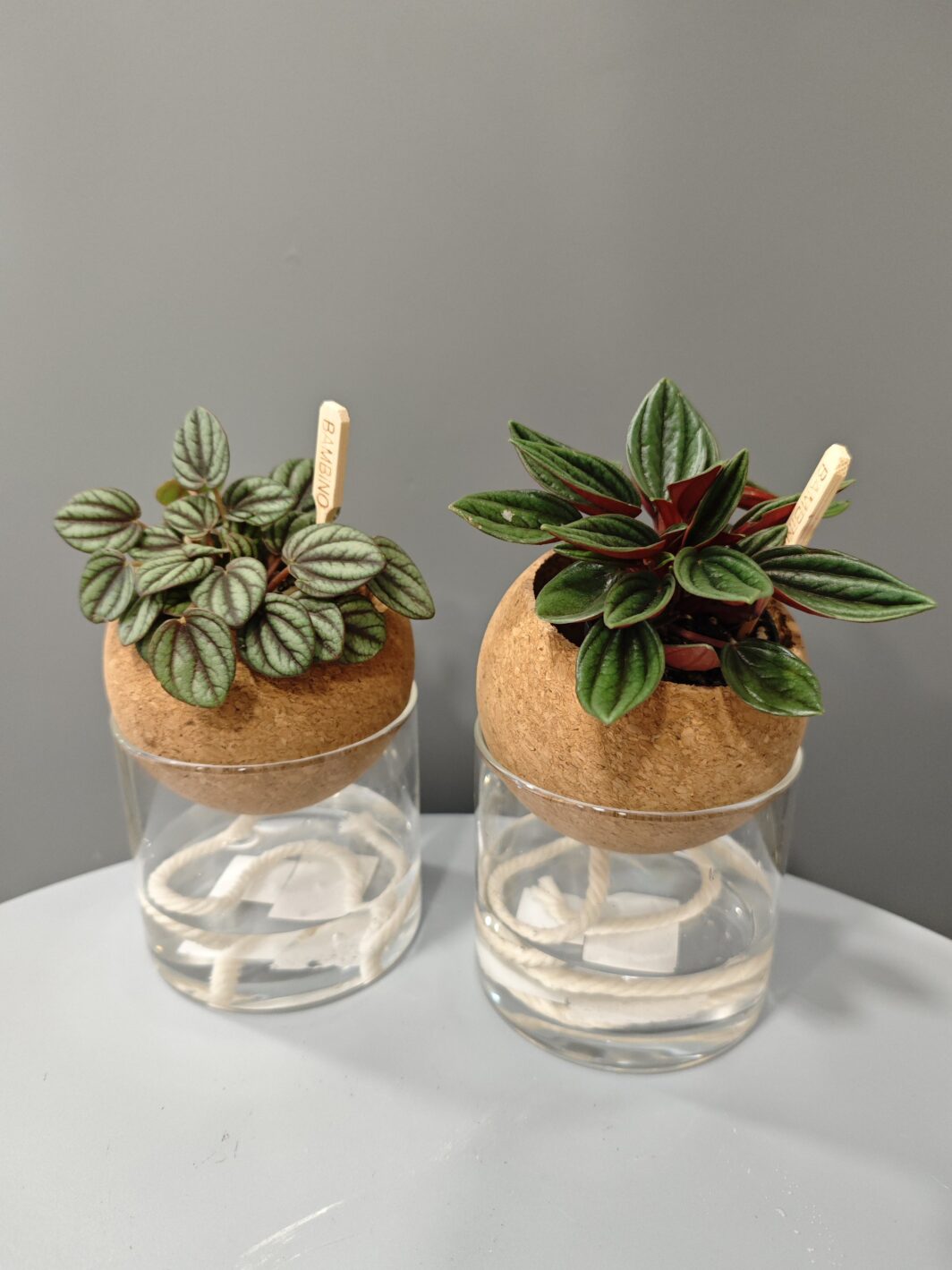 Peperomia en Autorriego - Imagen 4