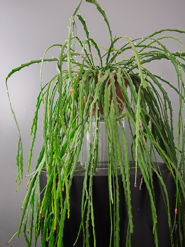 Planta Colgante Lepismiun Bolivianum