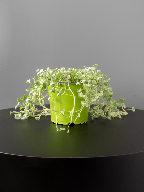 DICHONDRA ARGENTEA