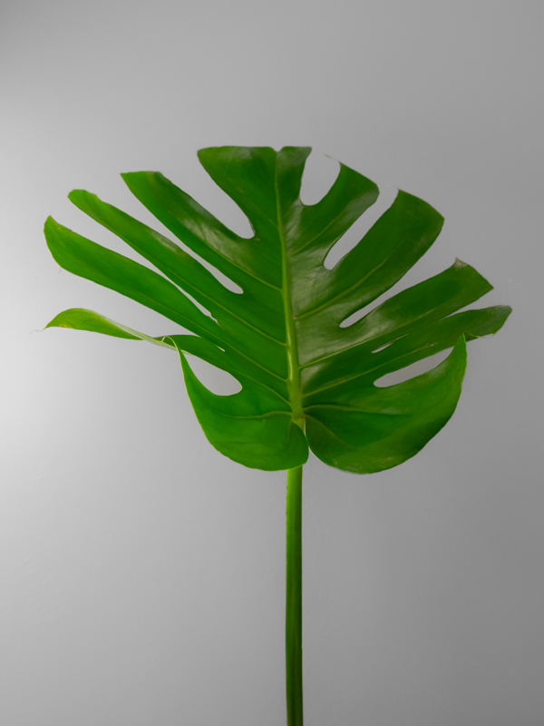 MONSTERA