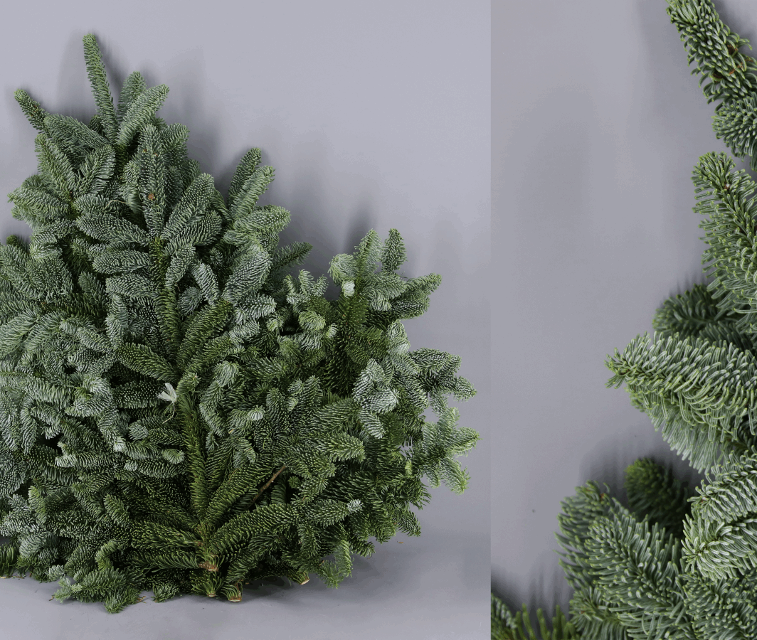 Rama de Abeto Nobilis, natural