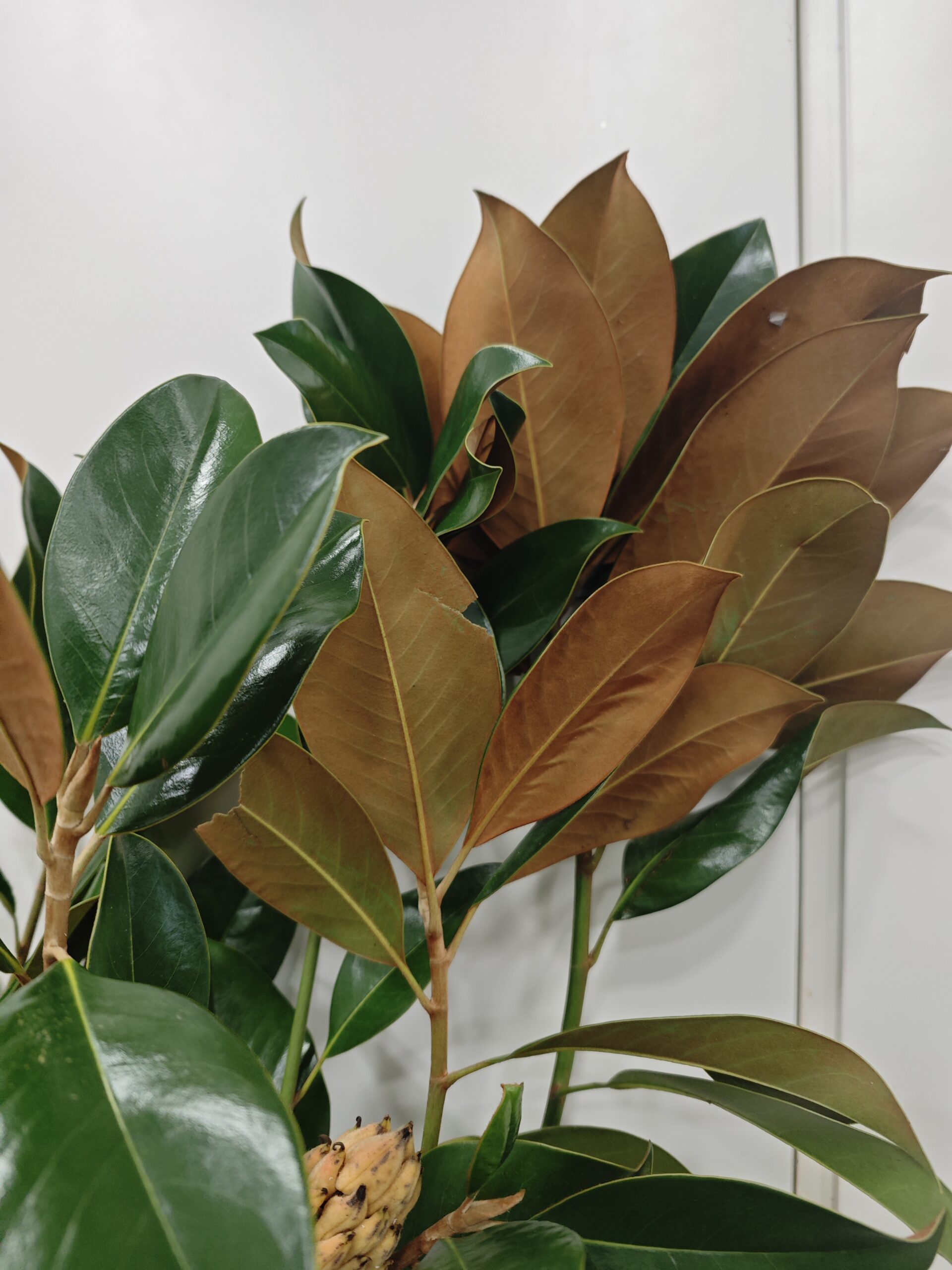 Magnolio Natural por rama - Imagen 2