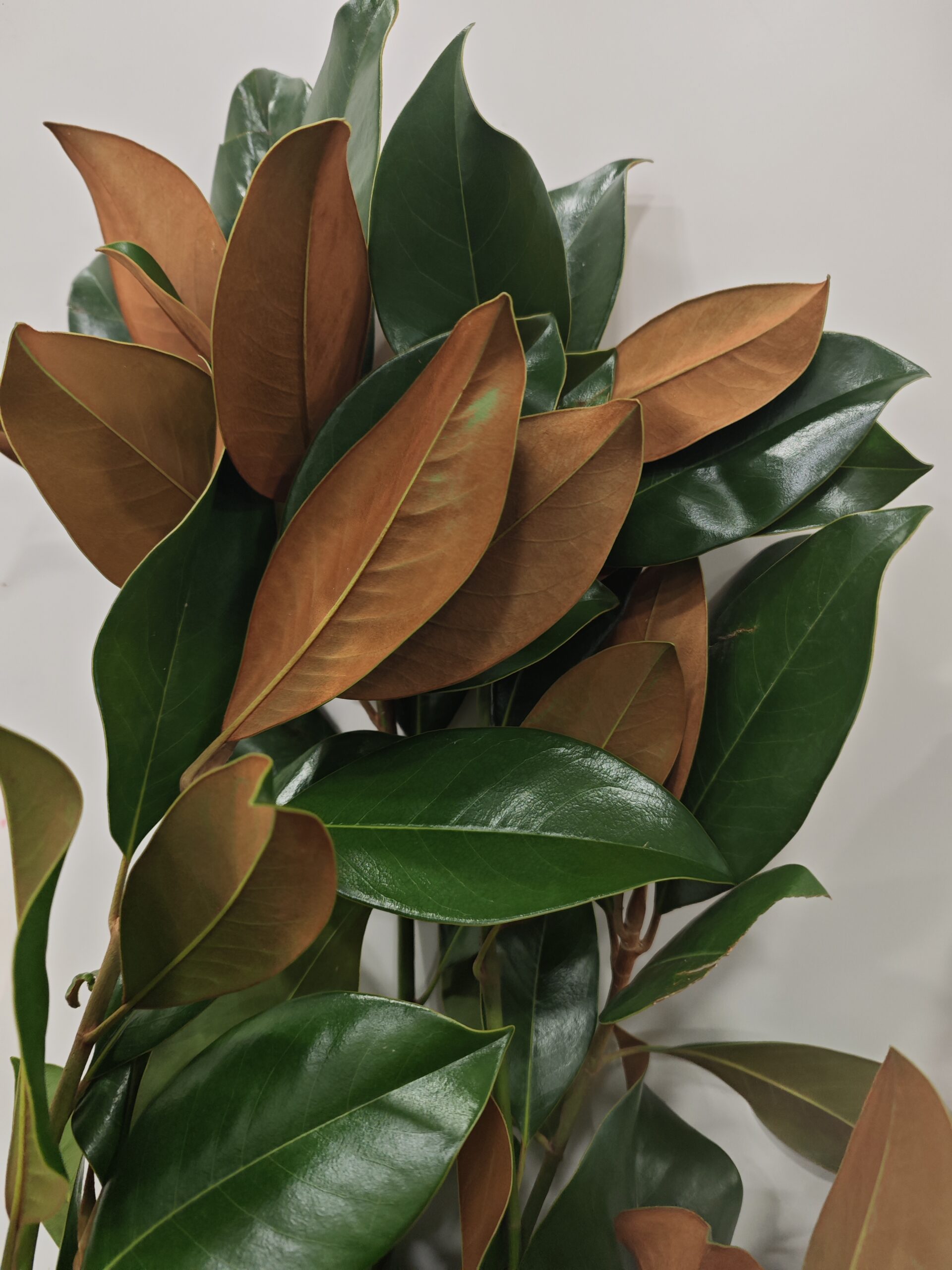 Magnolio Natural por rama - Imagen 3