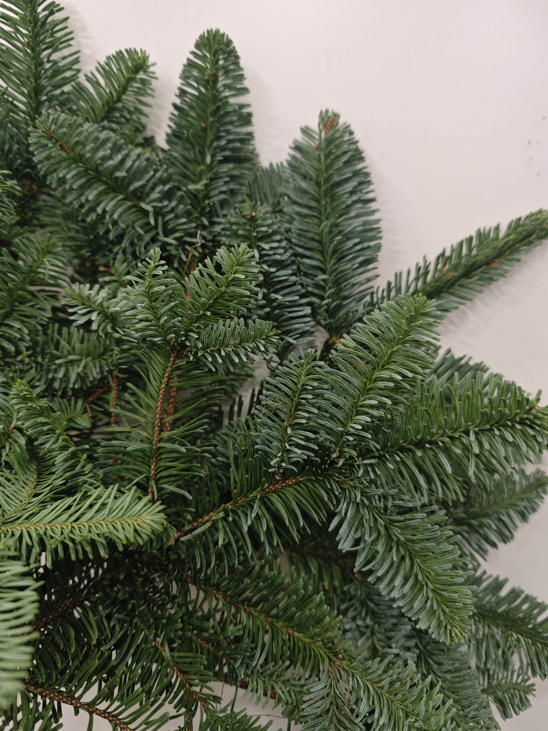 Rama de Abeto Nobilis, natural - Imagen 4