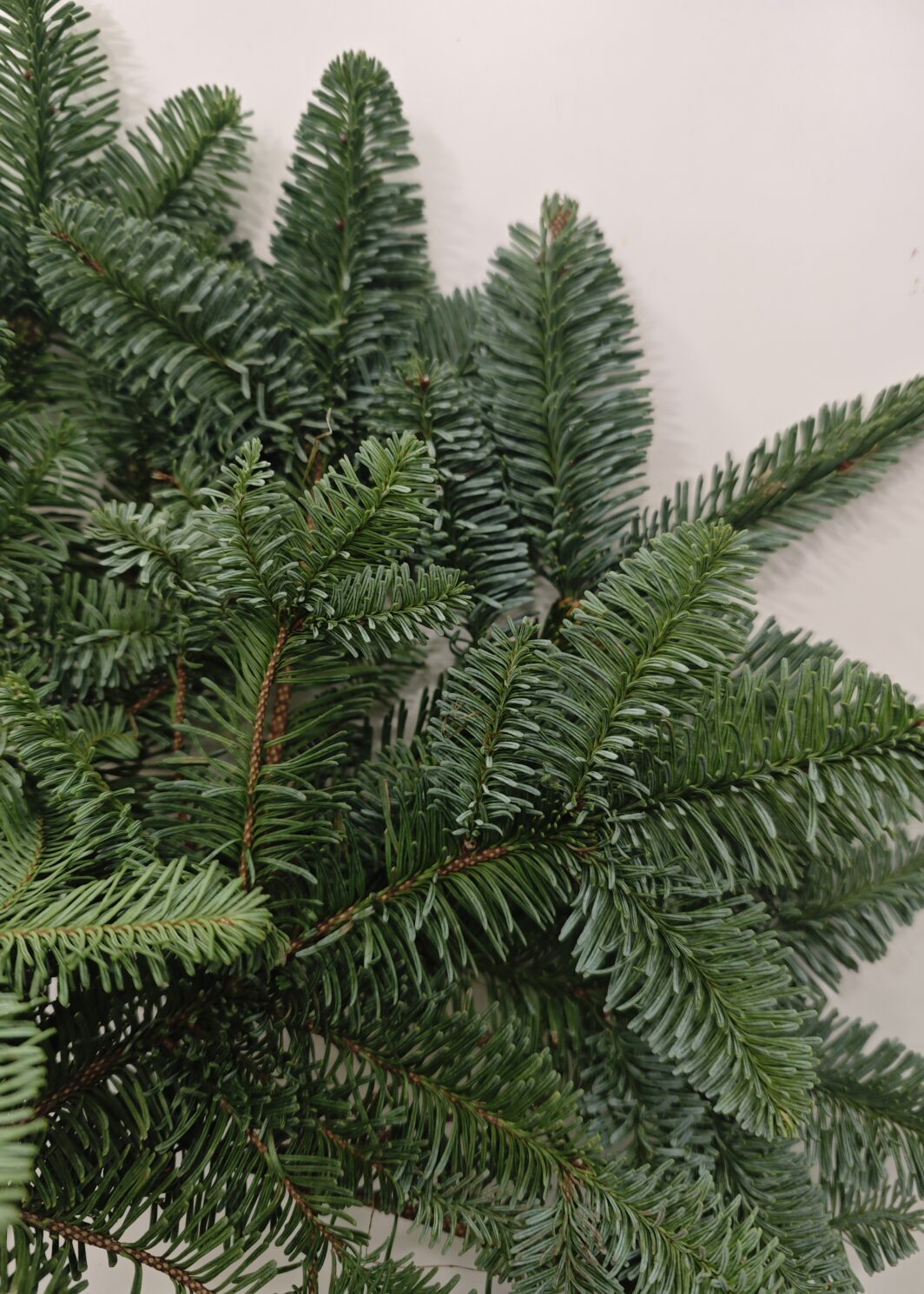 Comprar abeto navidad