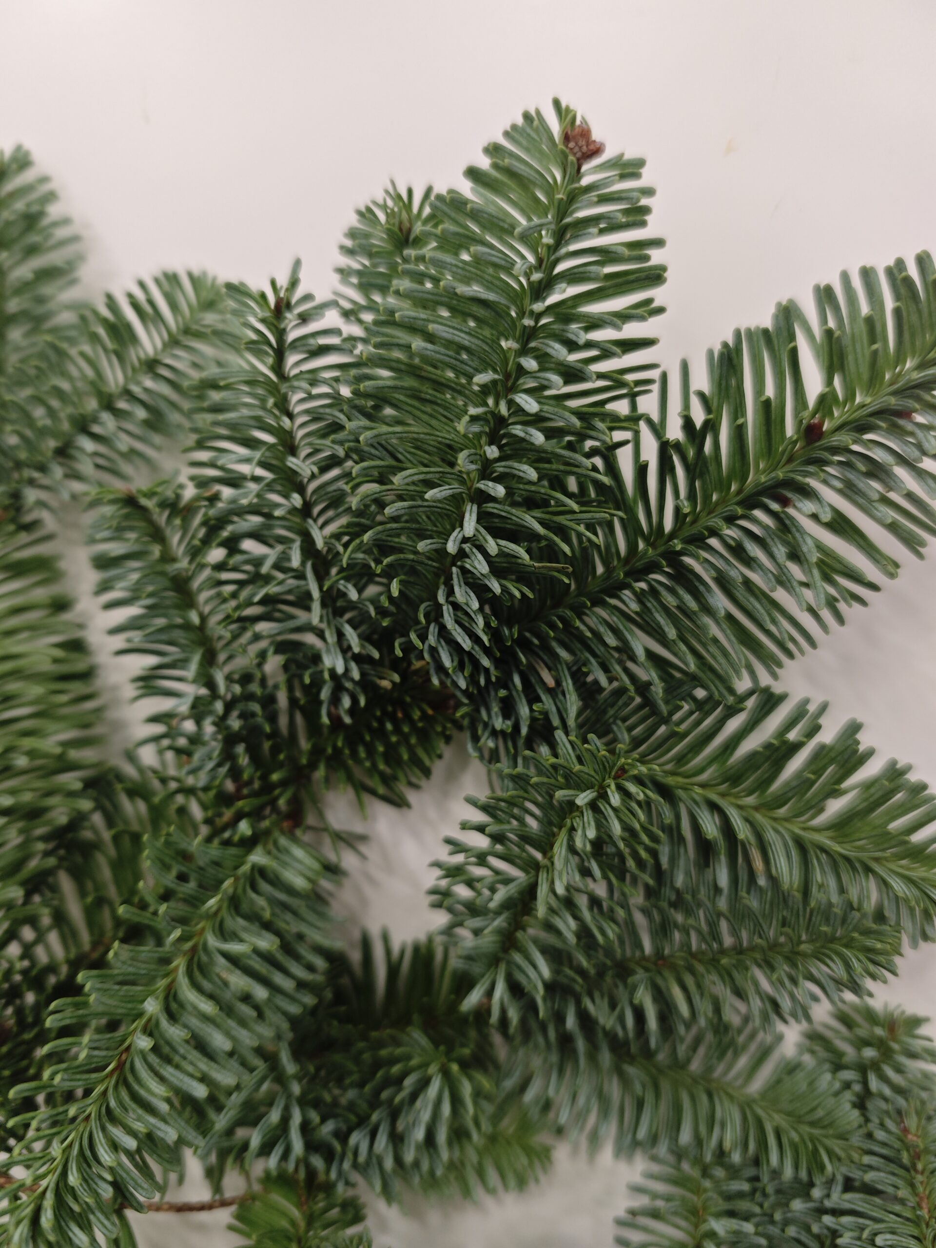 Rama de Abeto Nobilis, natural - Imagen 3