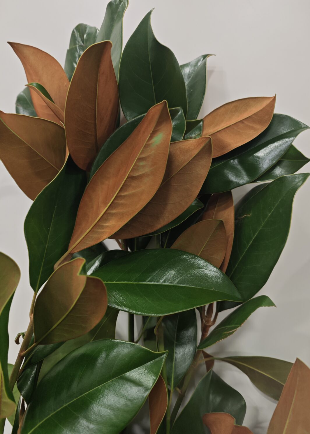 Magnolio Natural por rama