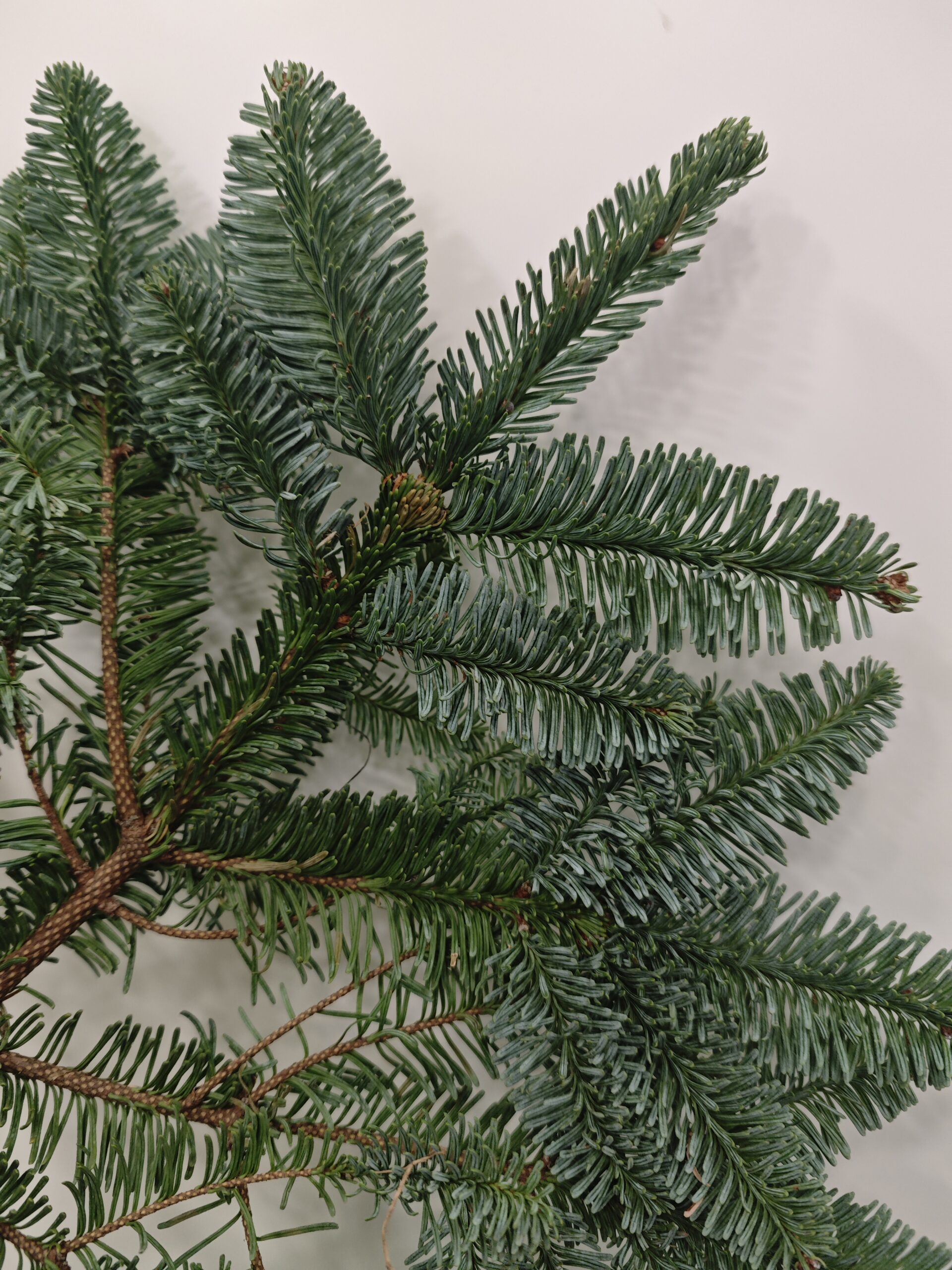 Rama de Abeto Nobilis, natural - Imagen 2