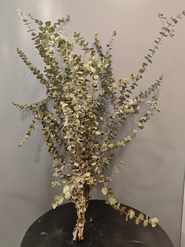 Ramo de eucalipto seco