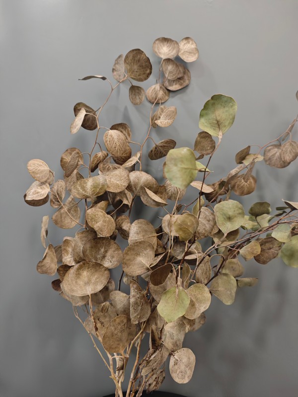 Eucalipto Populus seco en ramo - Imagen 3