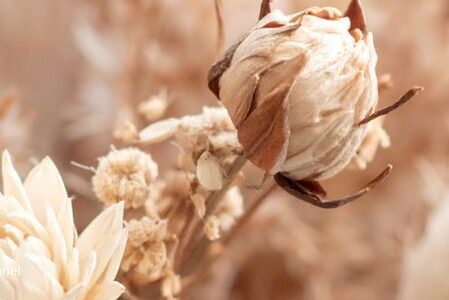 flores secas a granel