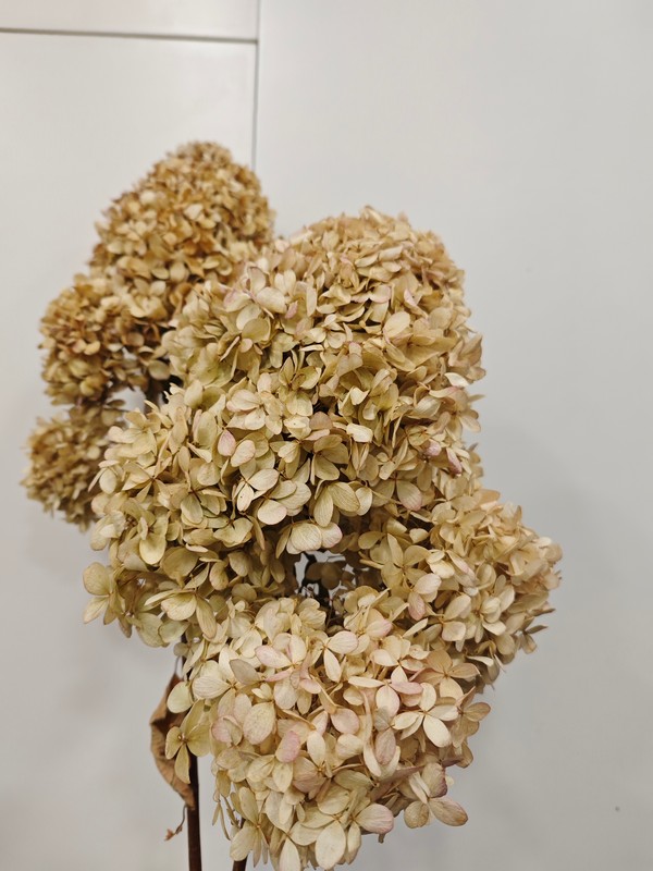 hortensia paniculata seca