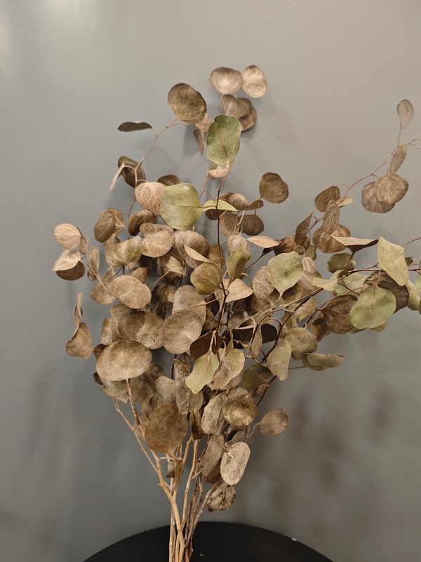 Eucalipto Populus seco en ramo - Imagen 4