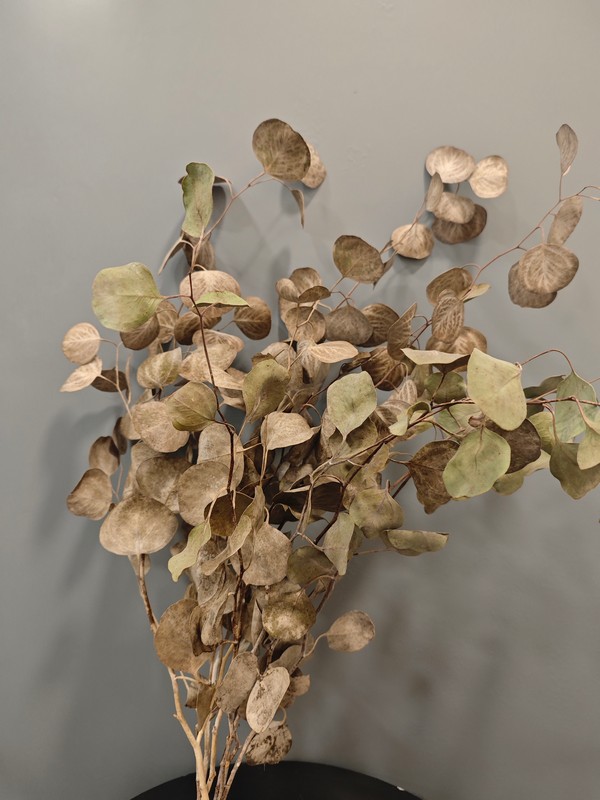 Eucalipto Populus seco en ramo - Imagen 5