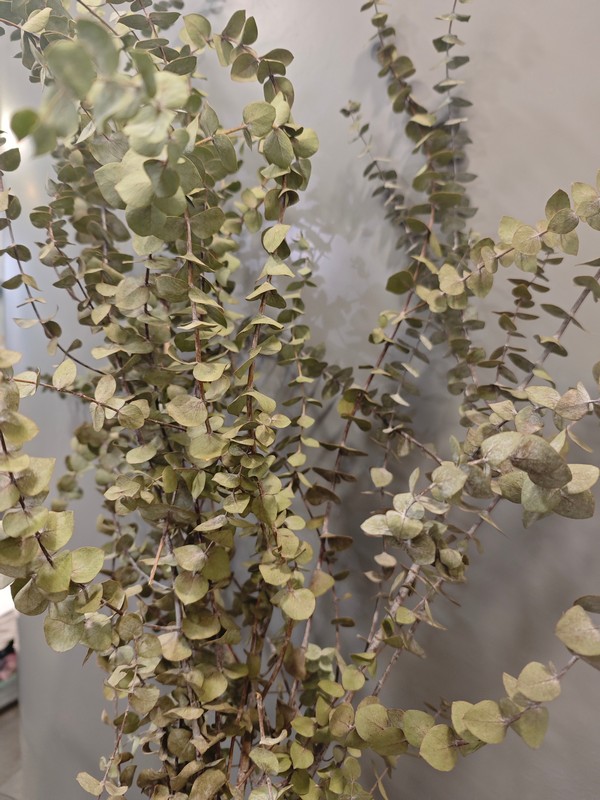 Ramo de eucalipto seco - Imagen 3