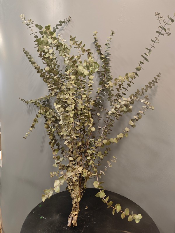 Ramo de eucalipto seco - Imagen 4