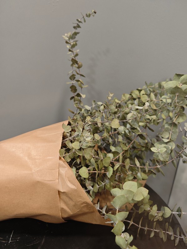 Ramo de eucalipto seco - Imagen 5