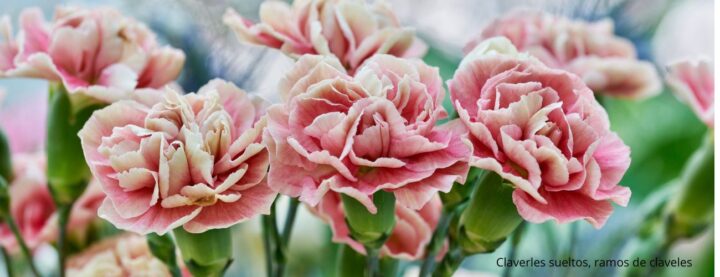 comprar claveles