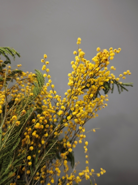 Flor de Mimosa seca natural para decoración - Imagen 4