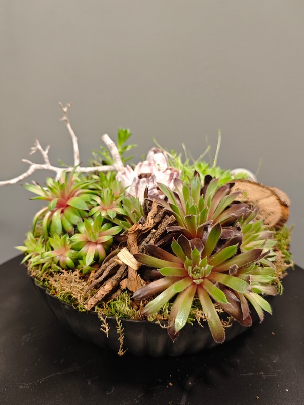 Sempervivum. Toque naturaleza