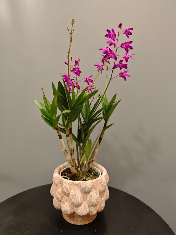 Orquídea Dendro Berry Oda