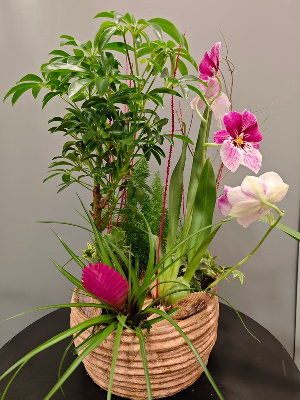 Centro plantas y orquídeas