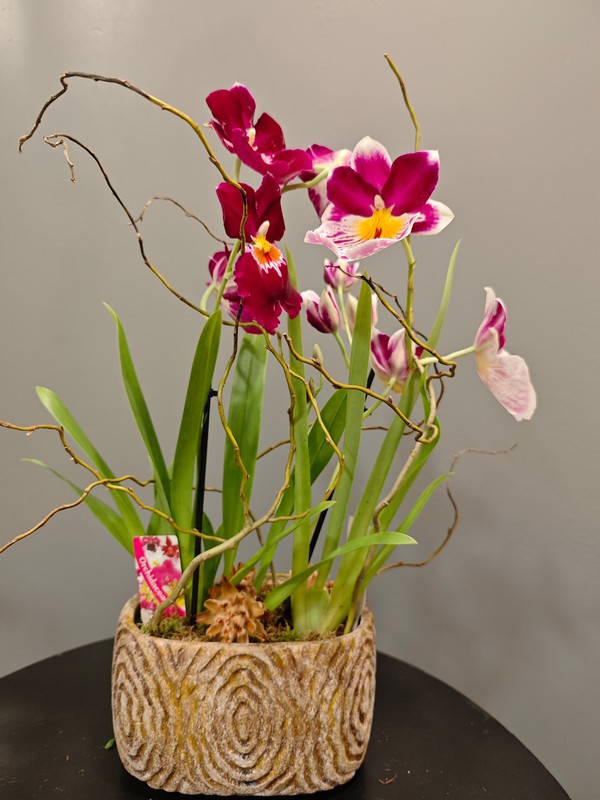 Orquídea Miltonia, con base