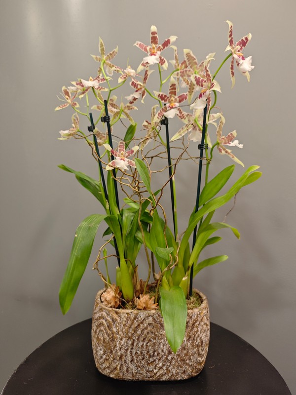 Jardinera con Orquídea Cambria