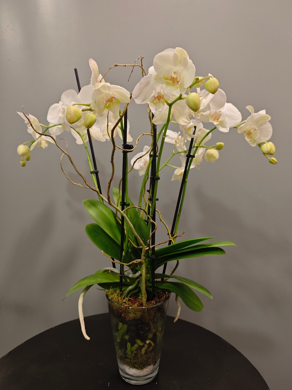 Orquídea Blanca muy florida