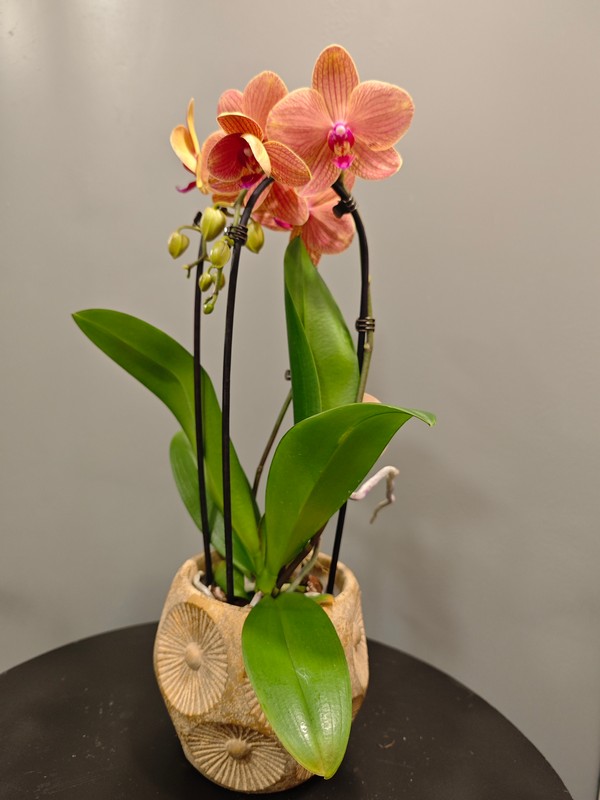 Orquídea Apple Pie en arco con maceta PTMD