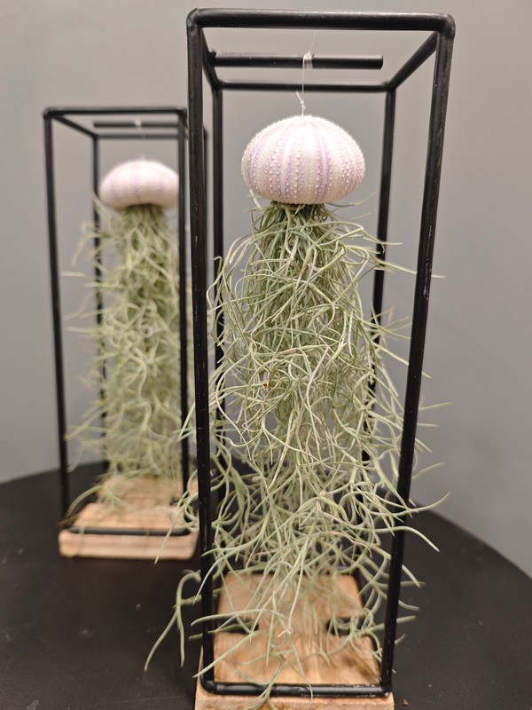 Soporte con Tillandsia Usneoides