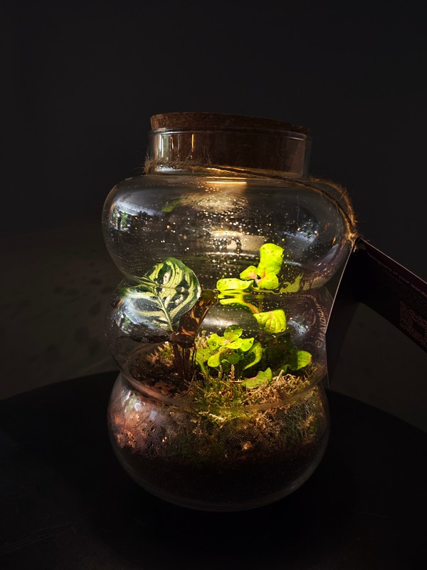 Terrario con Luz led