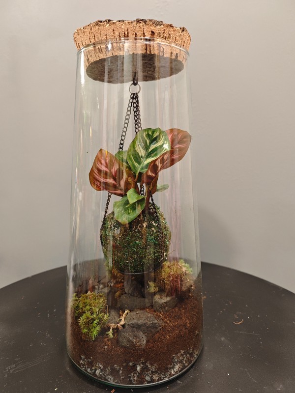 Terrario Kokedama