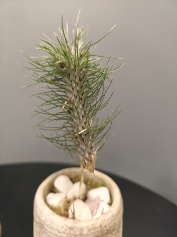 Tillandsia Funckiana Crazy love